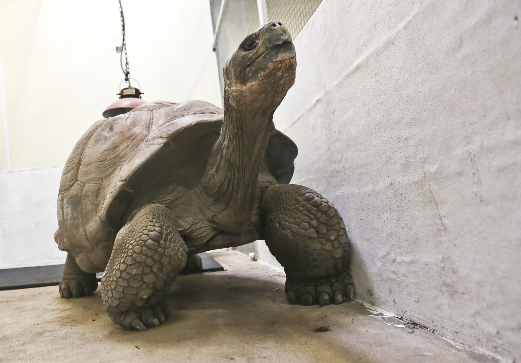 Galapagos Turtle